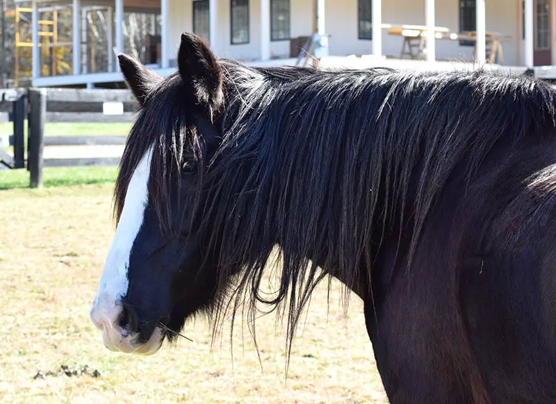 shire horse face