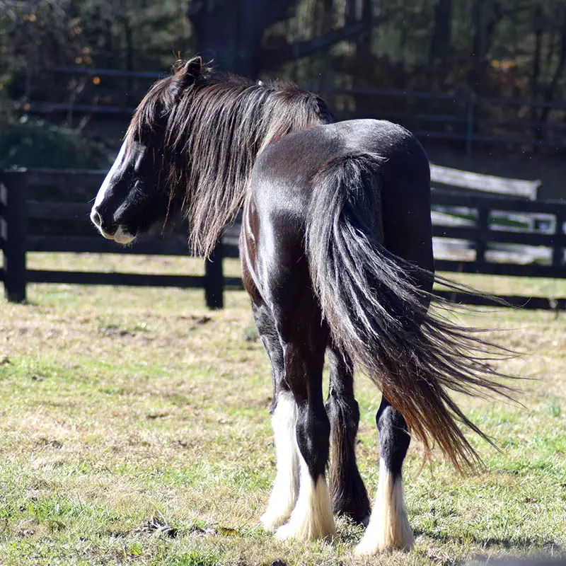 biggest horse breed