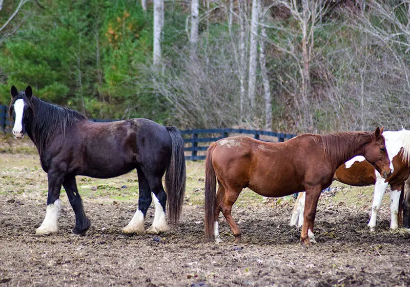 shire horse