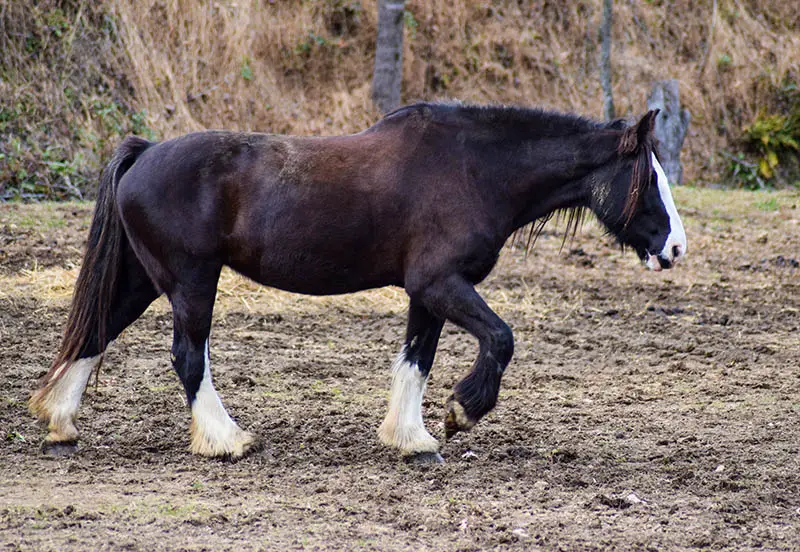 worlds strongest horse