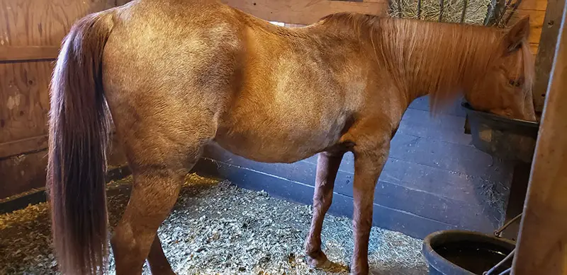 horse eating grain