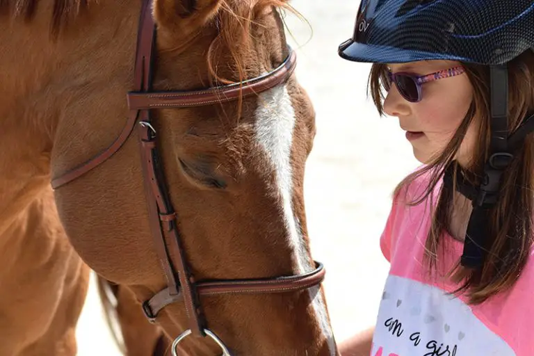 Pasture Dimensions How Much Land Do You Need Per Horse? Horses and