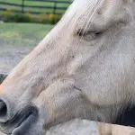 Reasons Not To Buy a Horse, And What To Do Instead