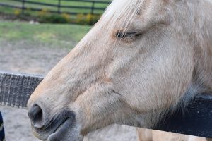 palomino horse