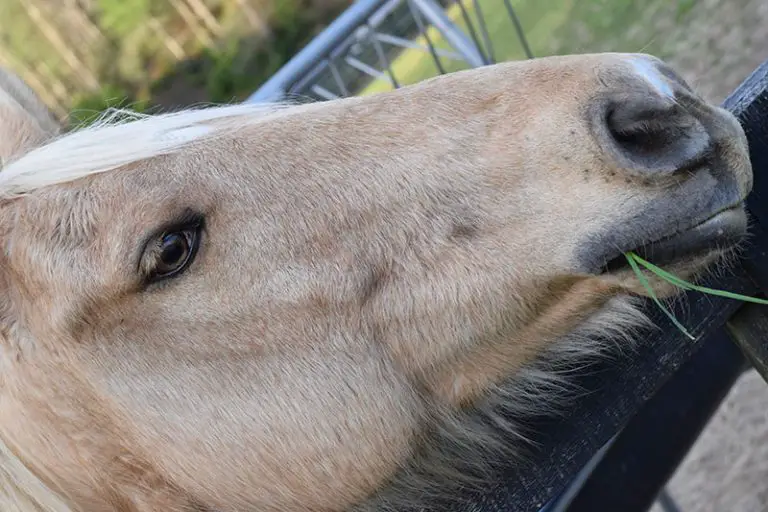 Do Horses Sleep Standing Up With Their Eyes Open Horses and Halters