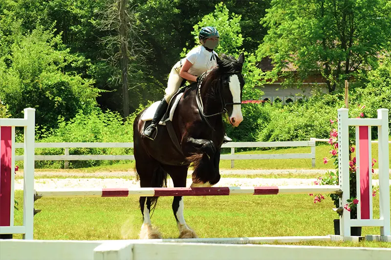 Shire horse jumping