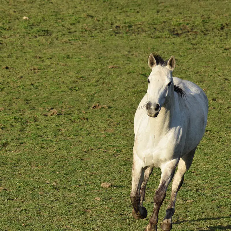 how much land is needed for a horse pasture