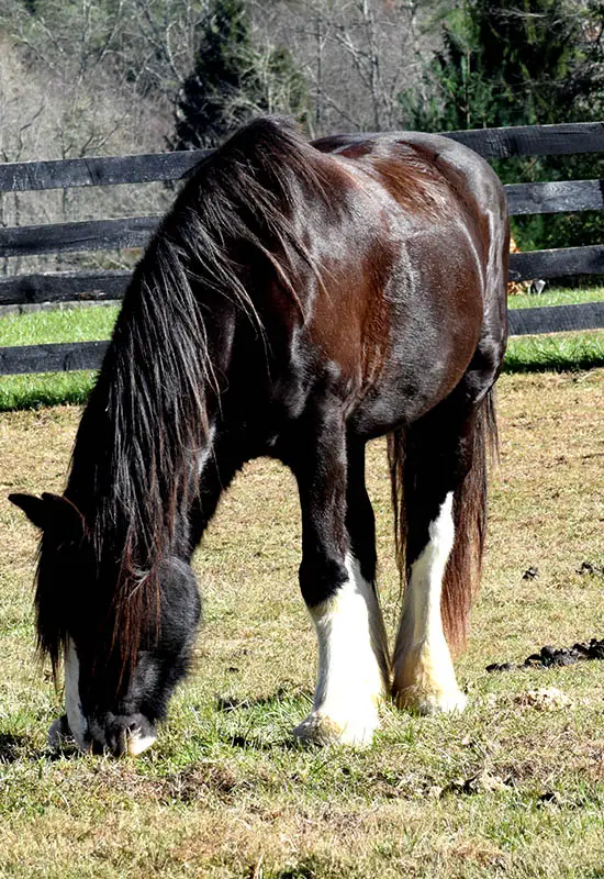 shire horse grazing