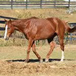 What Is The Fastest Horse Breed In The World? (With Pictures)