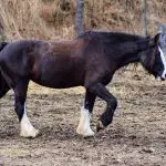 Biggest Horse Breed In The World (With Pictures and Facts)
