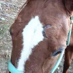 Why Does My Horse Get Scratches and Bald Spots