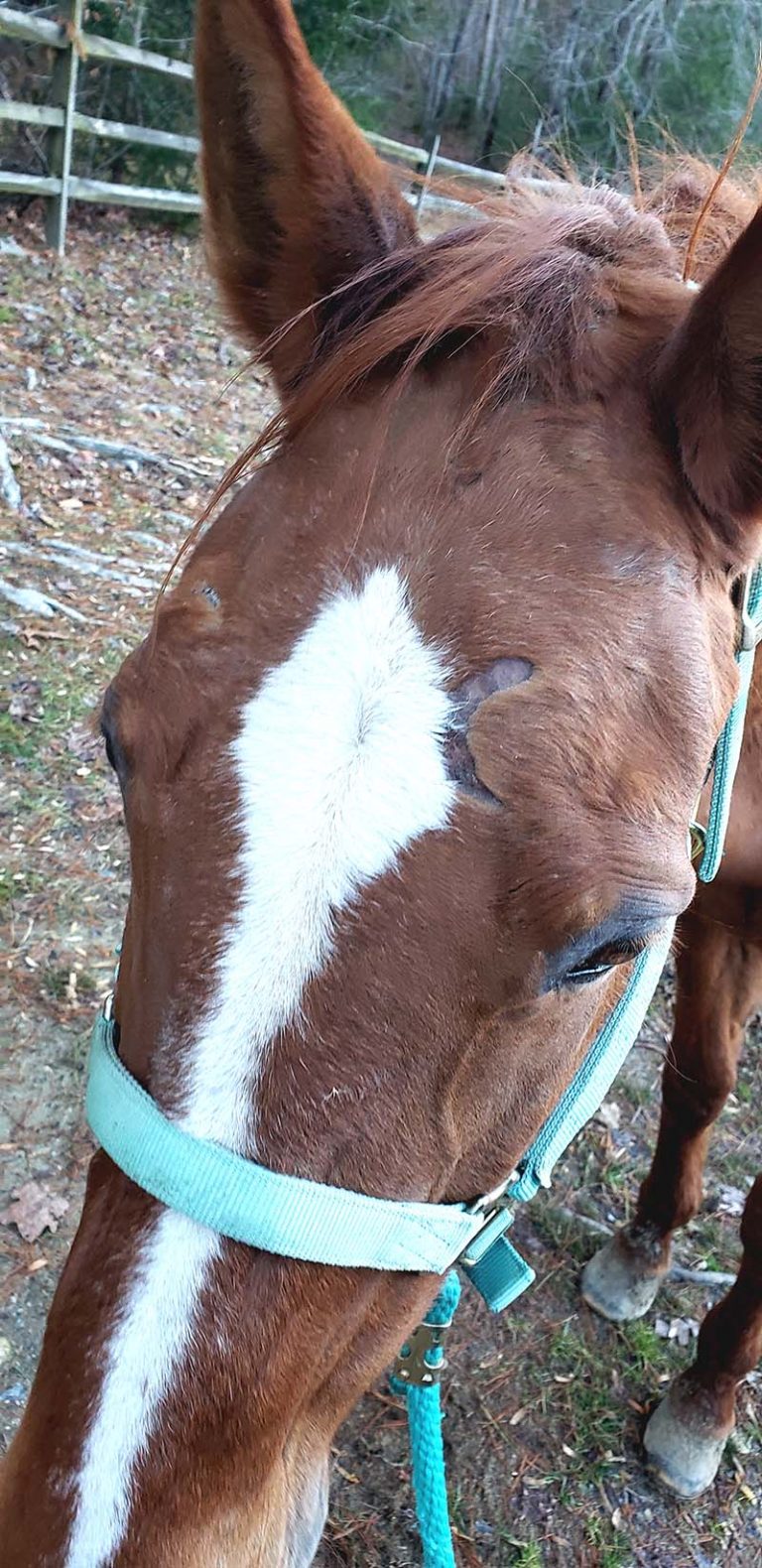 Why Does My Horse Get Scratches and Bald Spots Horses and Halters