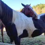 How Do Horses Show Affection?