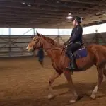 Buying a Horse VS Leasing a Horse