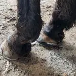 How To Find a Good Farrier